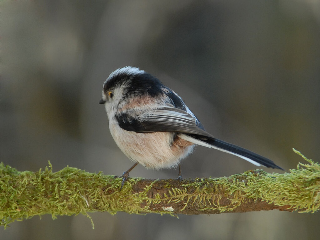 Long-tailed Tit, identification