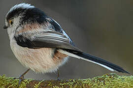 Long-tailed Tit