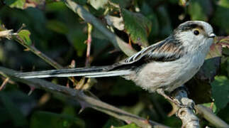 Long-tailed Tit