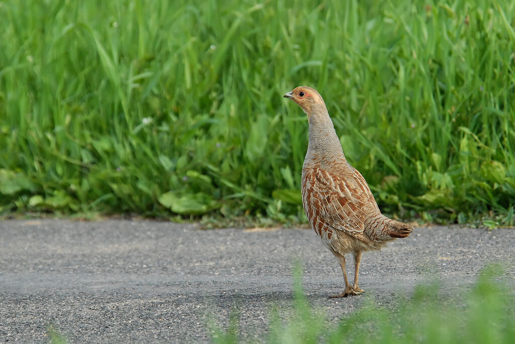 Grey Partridgeadult, identification