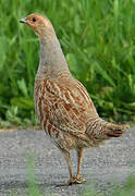 Grey Partridge