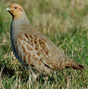 Grey Partridge