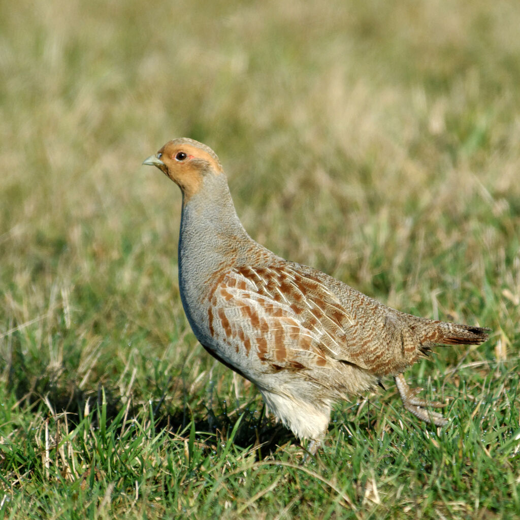 Grey Partridgeadult post breeding, identification, Behaviour