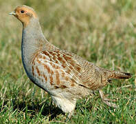 Grey Partridge