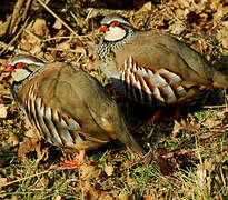 Red-legged Partridge