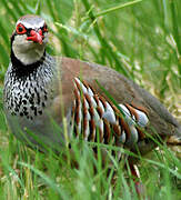 Red-legged Partridge