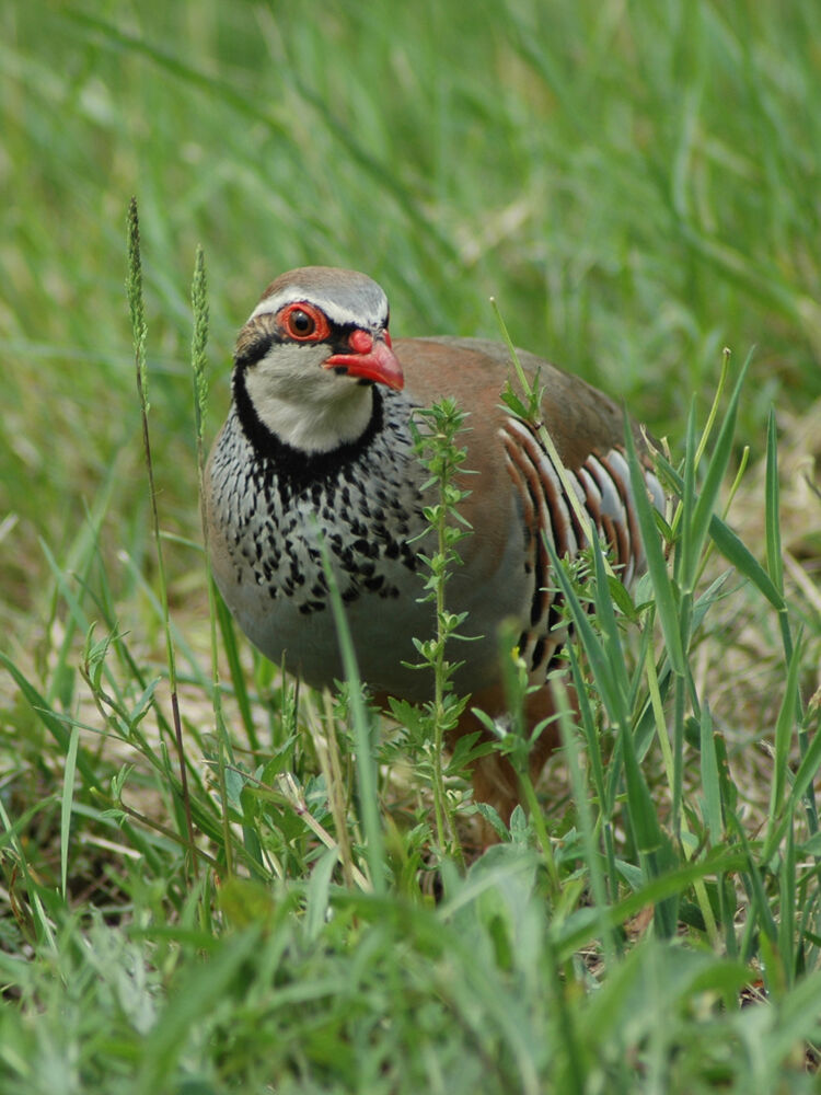 Red-legged Partridge