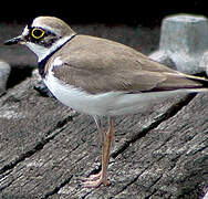 Little Ringed Plover