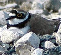 Little Ringed Plover