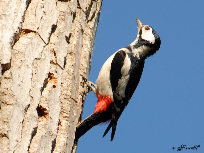Great Spotted Woodpecker female