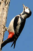 Great Spotted Woodpecker