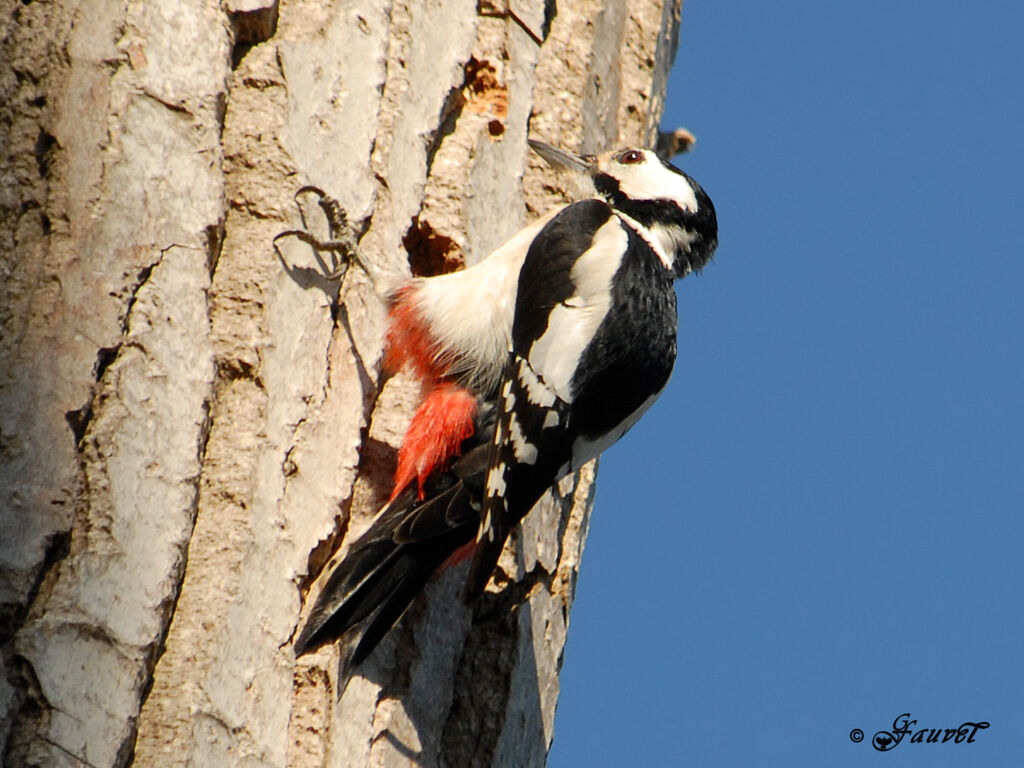 Great Spotted Woodpecker female