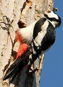 Great Spotted Woodpecker