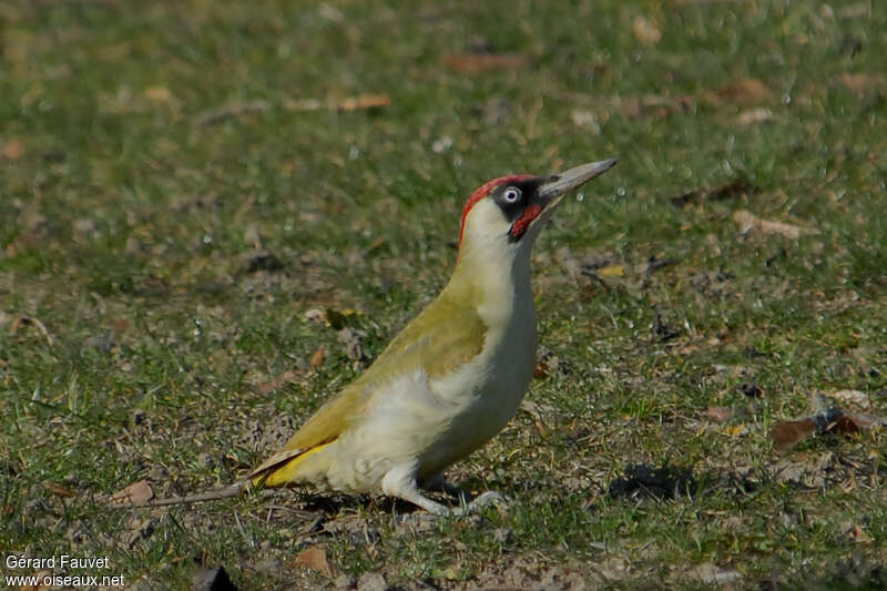 European Green Woodpecker male adult, walking