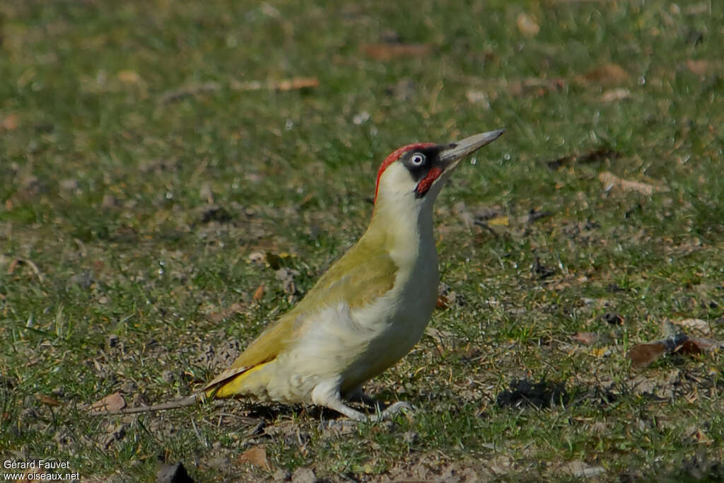 Pic vert mâle adulte, marche