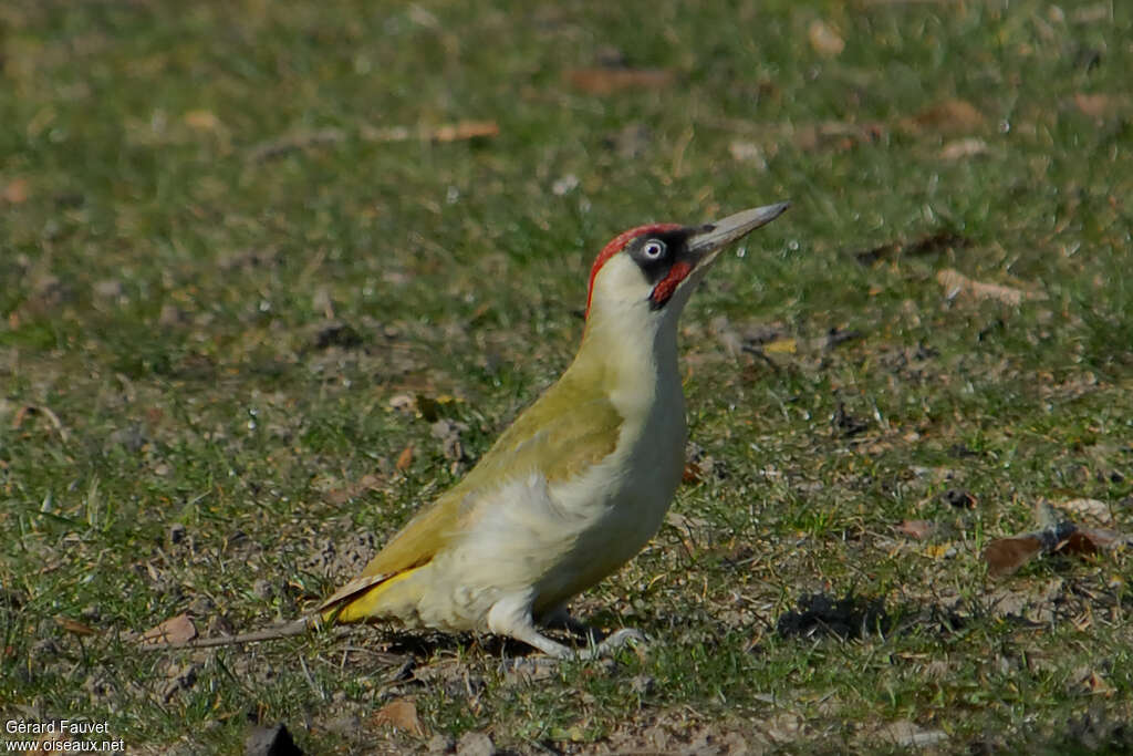 European Green Woodpecker male adult, walking