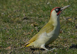 European Green Woodpecker