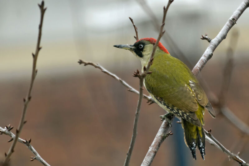 European Green Woodpecker female adult post breeding, identification