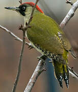 European Green Woodpecker