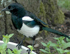 Eurasian Magpie