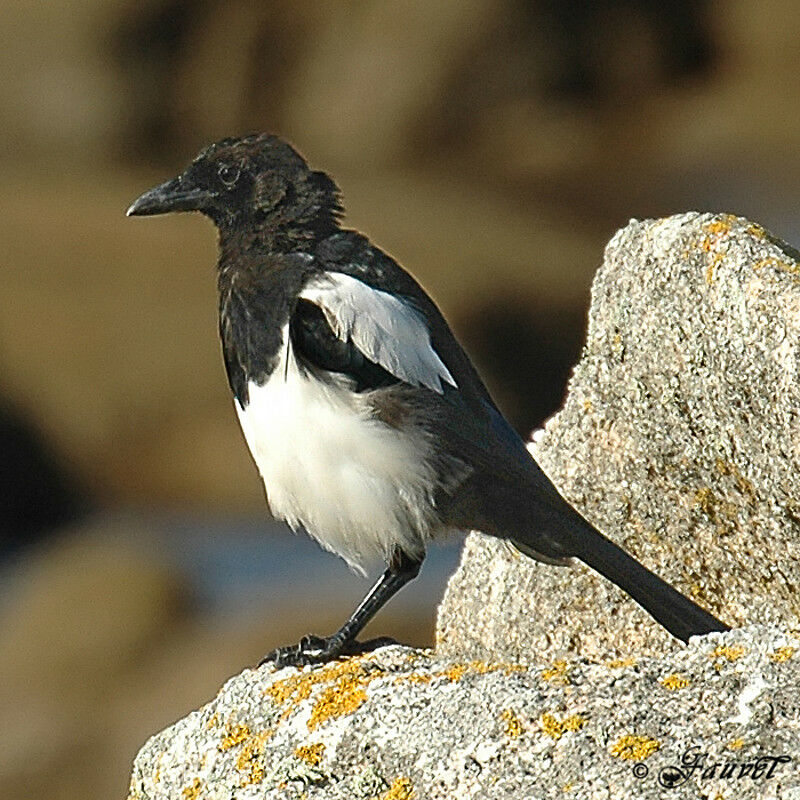 Eurasian Magpiejuvenile