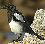 Eurasian Magpie