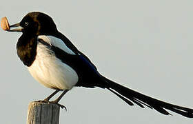 Eurasian Magpie