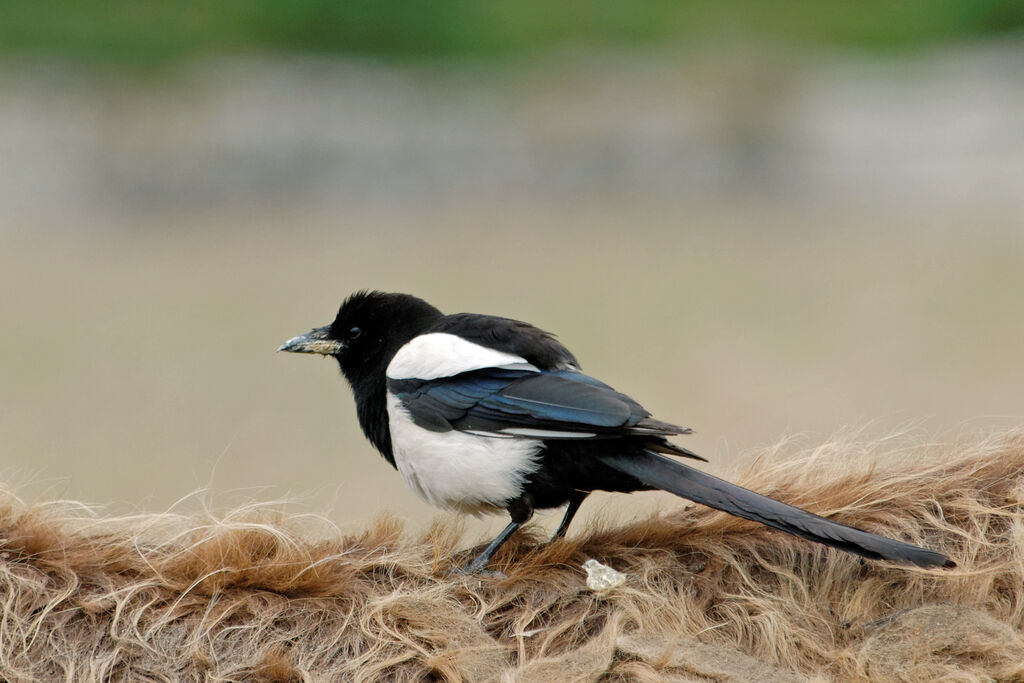 Eurasian Magpieadult breeding, identification, Behaviour