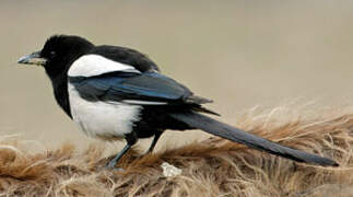 Eurasian Magpie