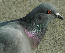 Pigeon biset