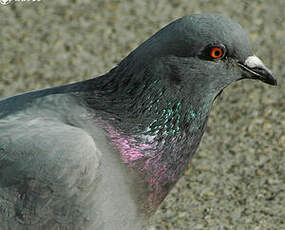 Pigeon biset