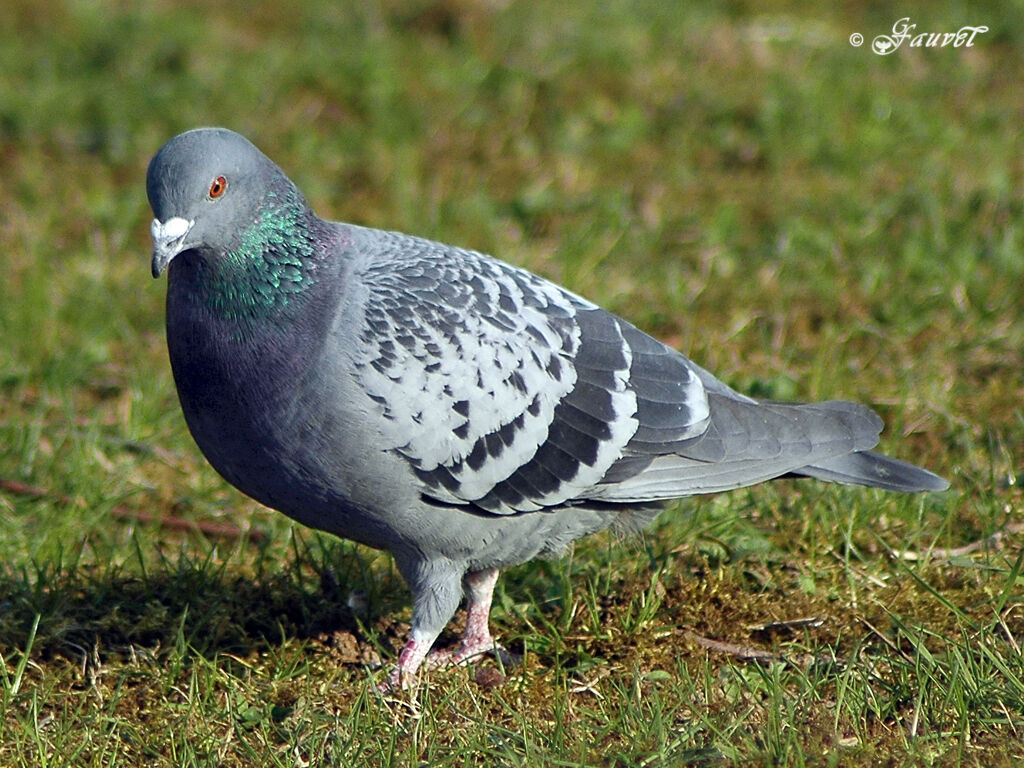 Pigeon biset