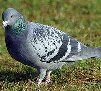 Pigeon biset