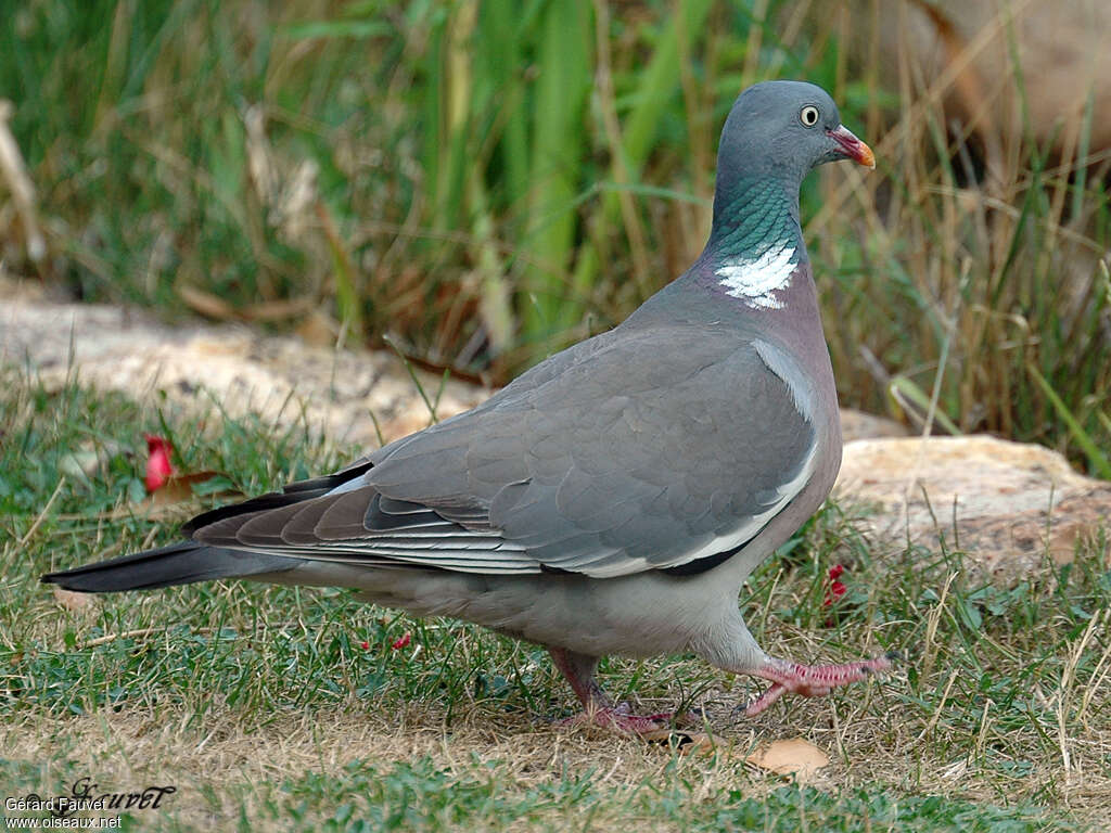 Pigeon ramieradulte, marche