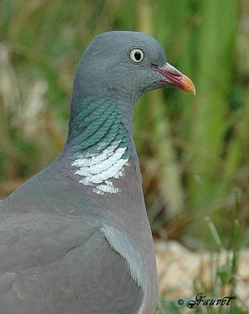 Common Wood Pigeon