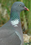 Common Wood Pigeon