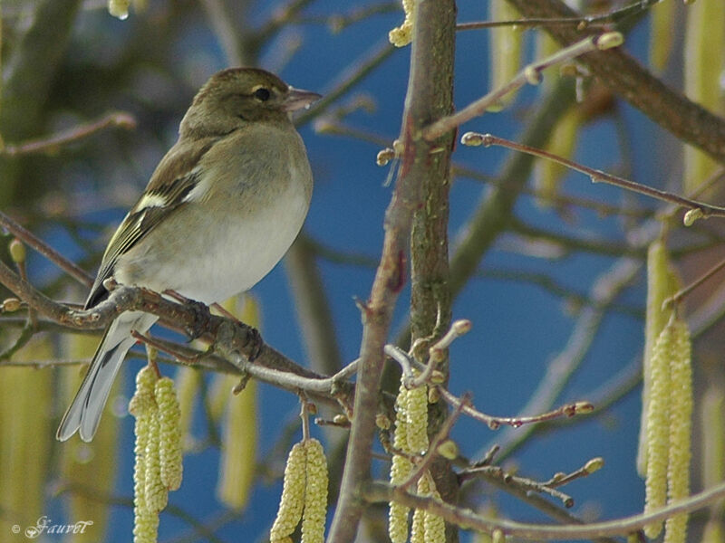 Common Chaffinch female adult post breeding