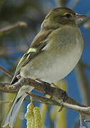 Eurasian Chaffinch