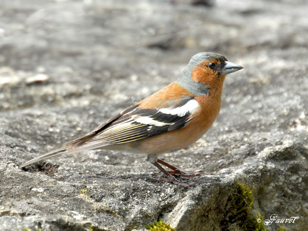 Common Chaffinch male adult