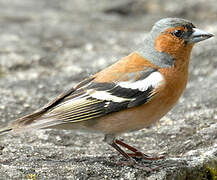 Common Chaffinch