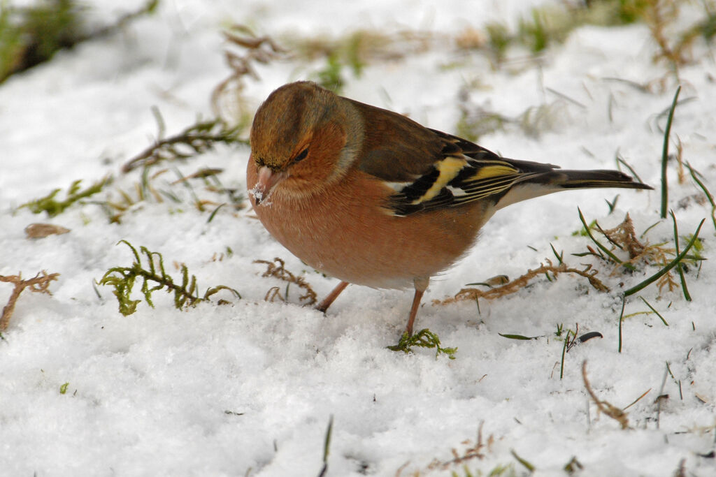 Common Chaffinch