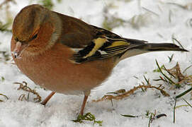 Eurasian Chaffinch