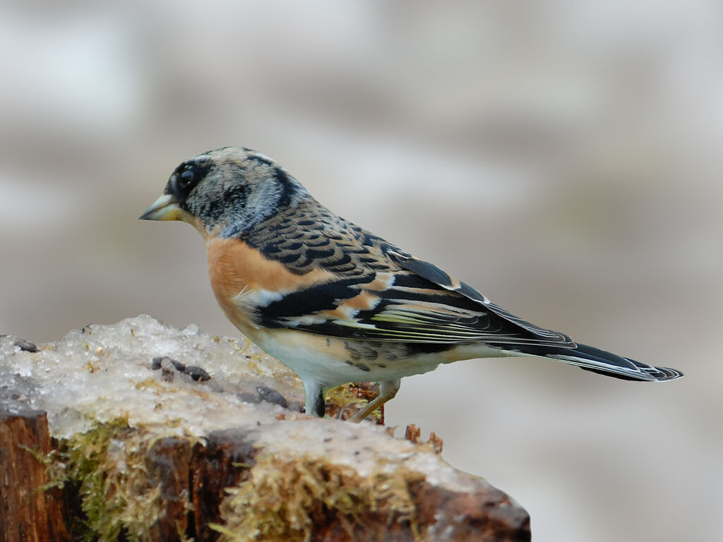 Brambling male, identification