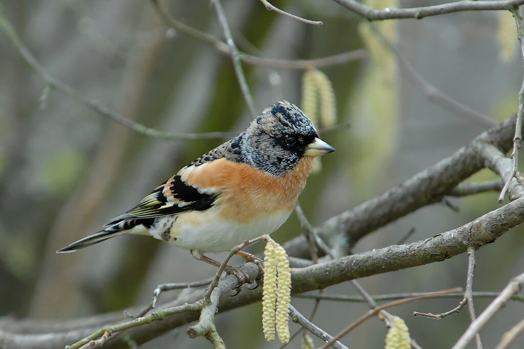 Pinson du Nordadulte internuptial, identification