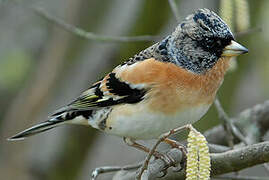 Brambling