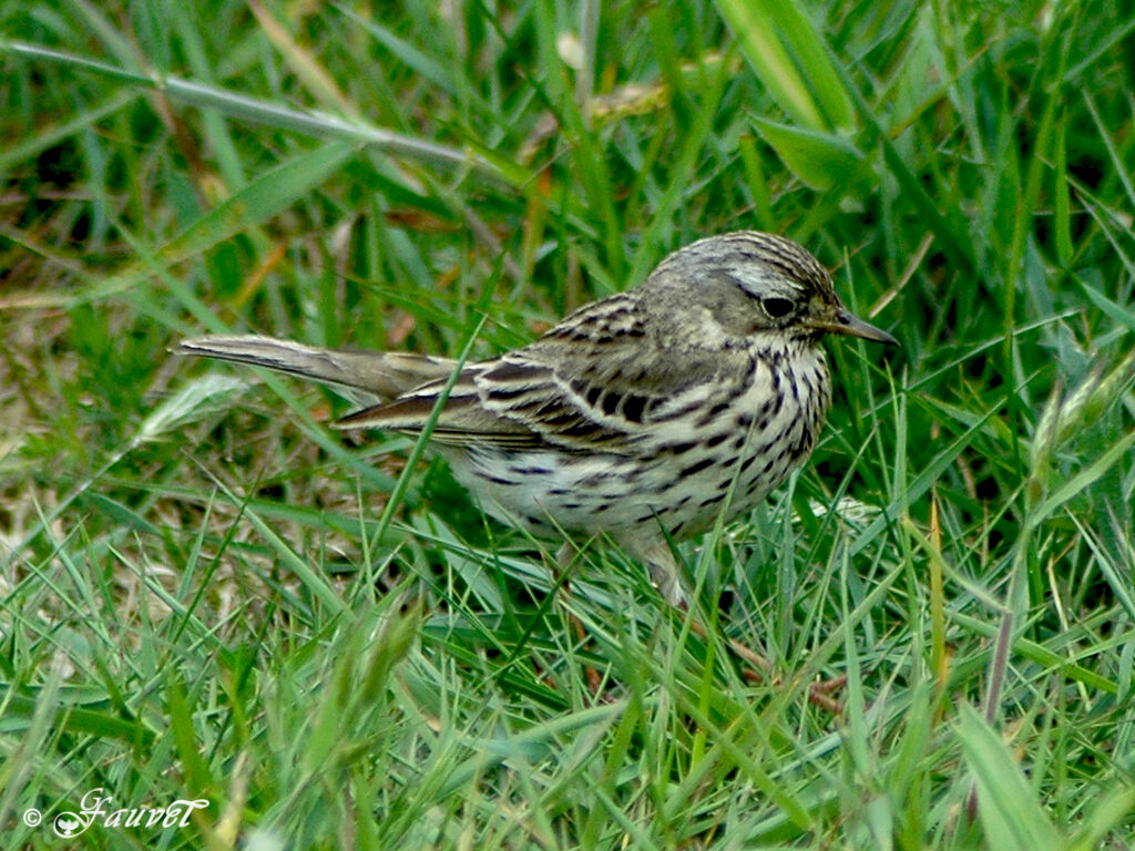 Pipit farlouse