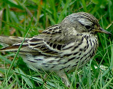 Pipit farlouse