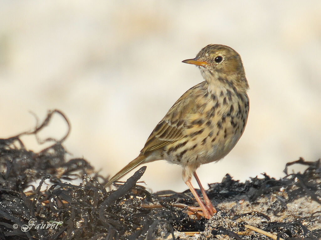 Pipit farlouse