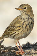 Meadow Pipit