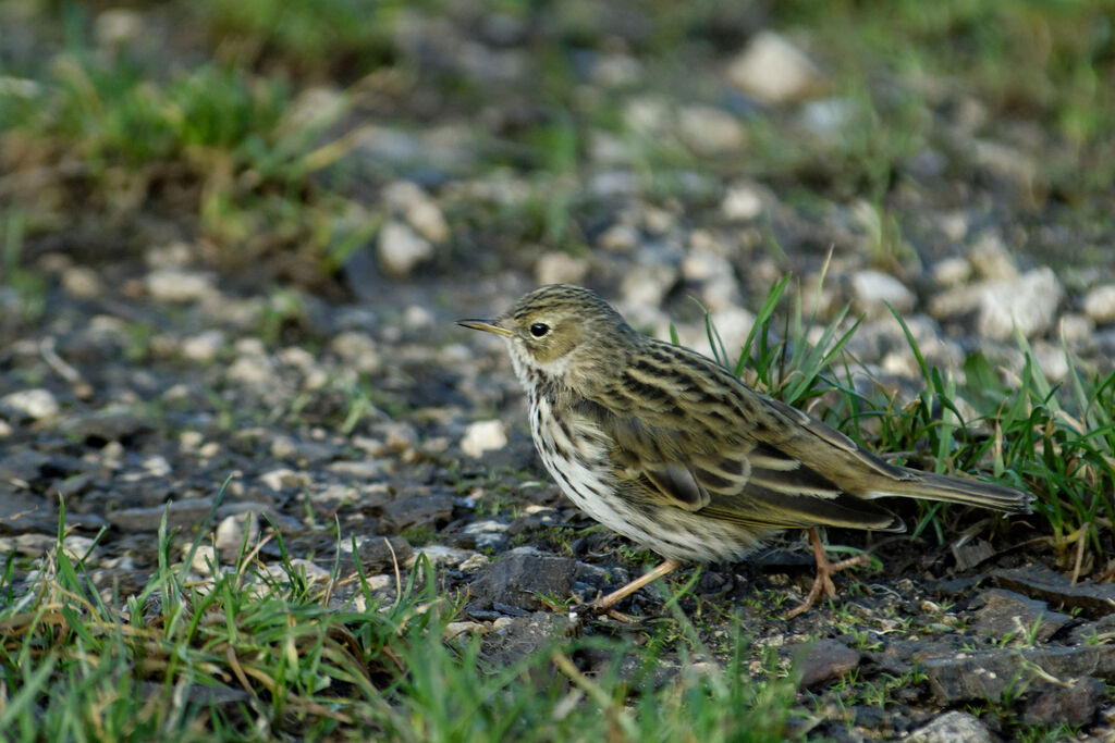 Pipit farlouse, identification